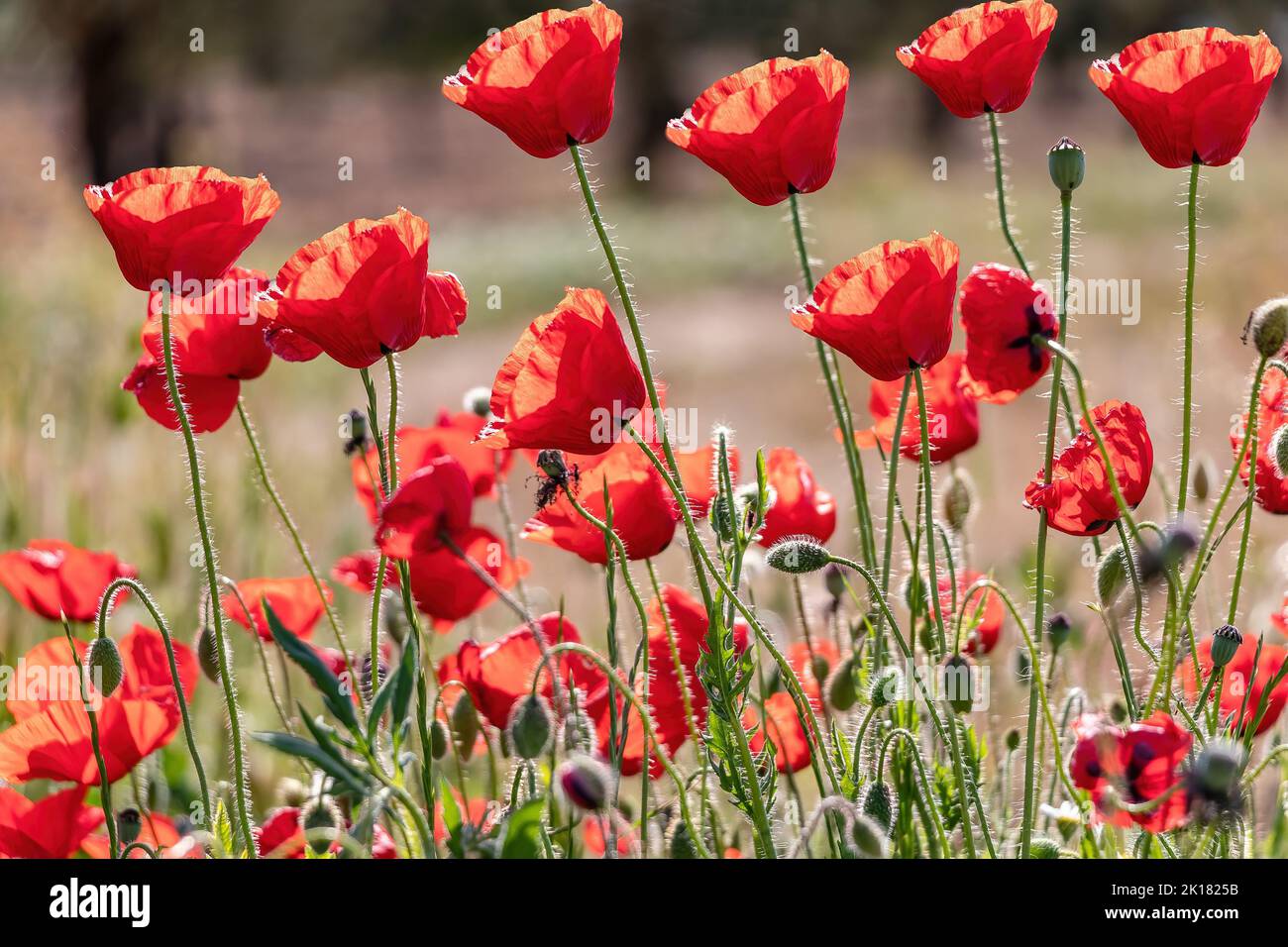 Common poppies (Papaver rhoeas) also known as corn rose and  field poppy Stock Photo