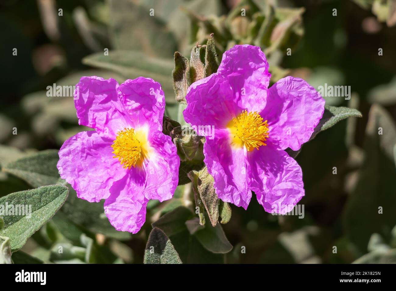 Pink Cistus albidus, the grey-leaved cistus, is a shrubby species of flowering plant in the family Cistaceae, with pink to purple flowers, native to s Stock Photo