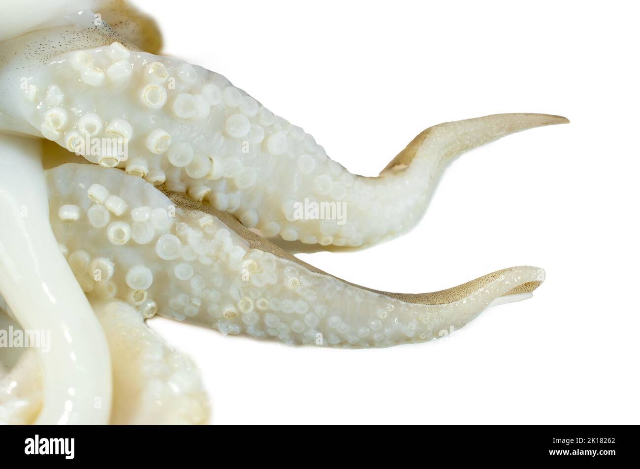 Beautiful of a big squid tentacles isolated on white background Stock ...