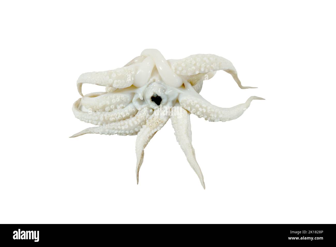 Octopus head, fresh big squid isolated on white background Stock Photo