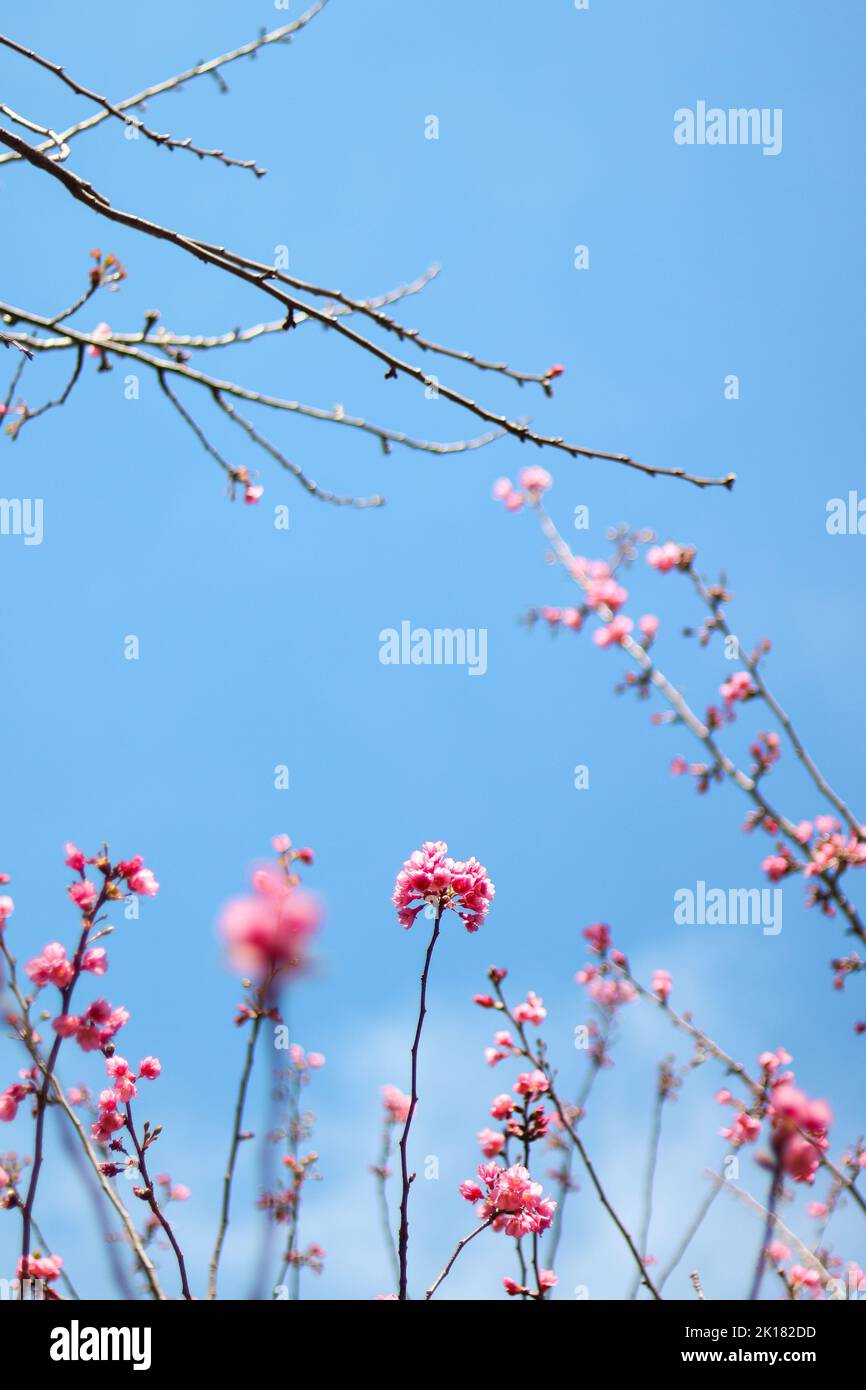 A vertical shot of cherry blossom tree branches with the blue sky ...