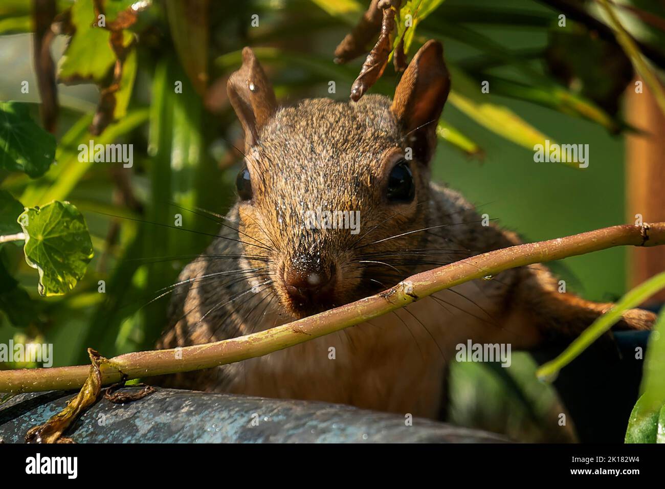 A Squirrel finds apeanut on the bird bath Stock Photo