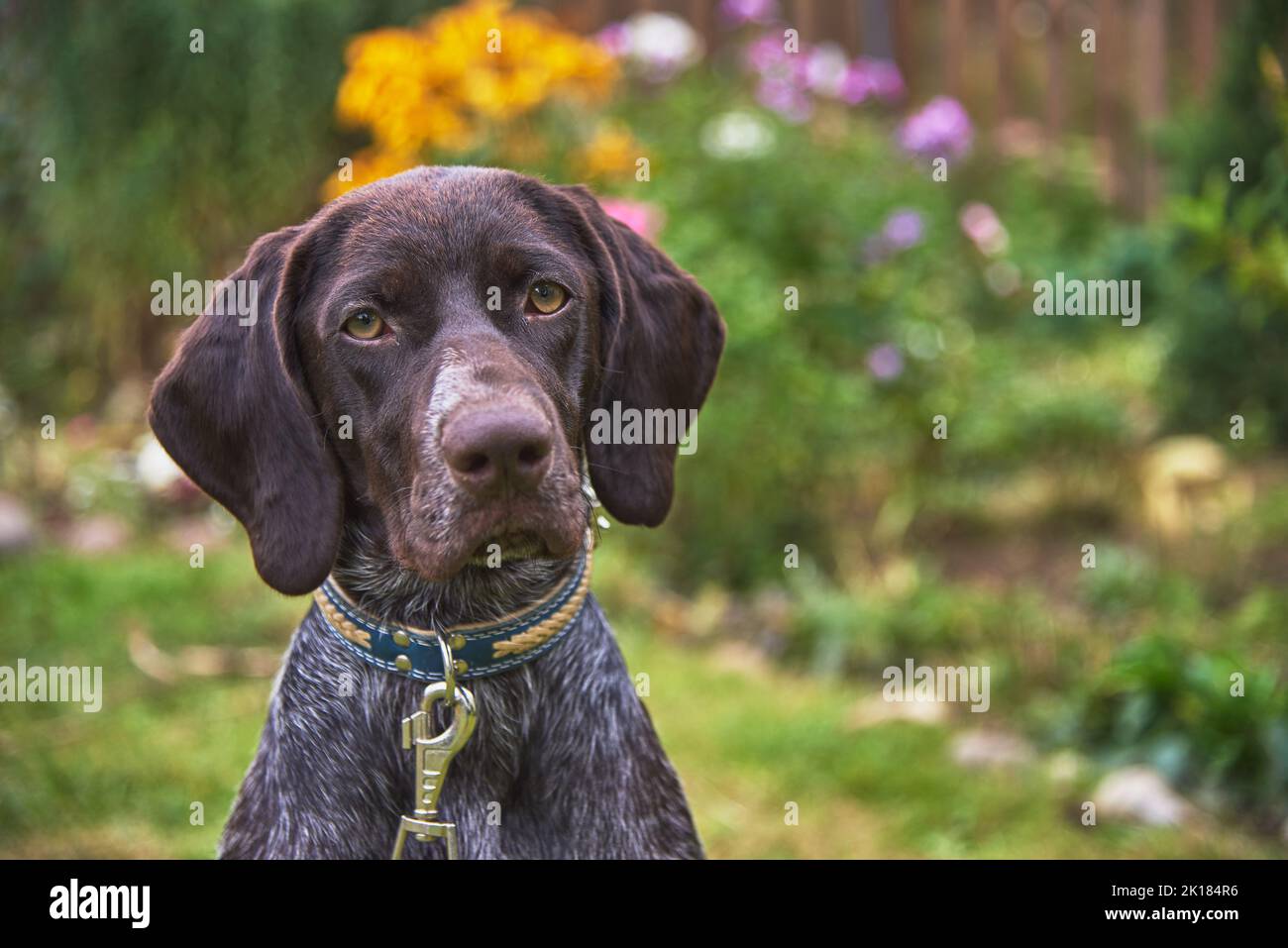 Gelber brand hotsell german shorthaired pointer