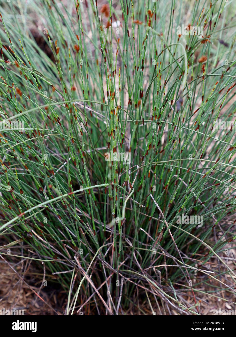 Close up of the upright growing Elegia tectorum with brown flower spikes seen in the garden in the UK in late summer and autumn. Stock Photo