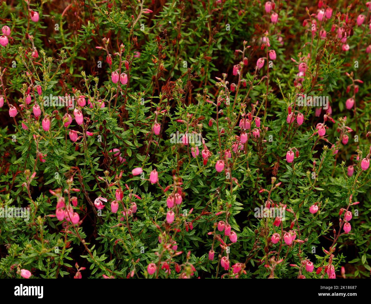 Close up of flowering garden heather Daboecia cantabrica Tinkerbel seen in the UK in late summer. Stock Photo