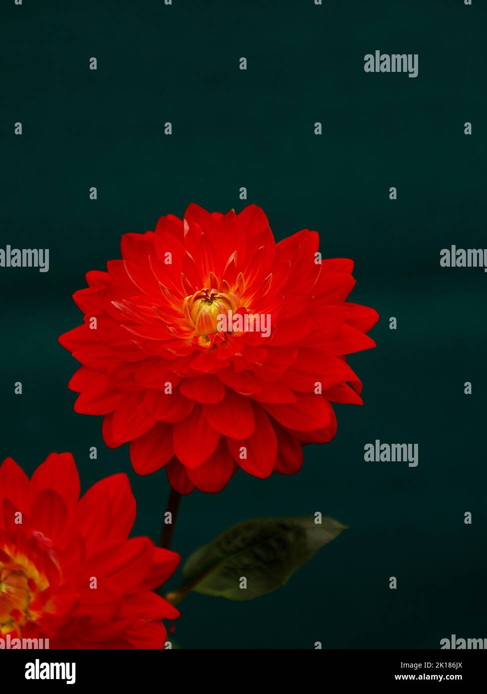 Dahlia Classification Hi Res Stock Photography And Images Alamy Dahlia Classification Hi Res Stock Photography And Images Alamy