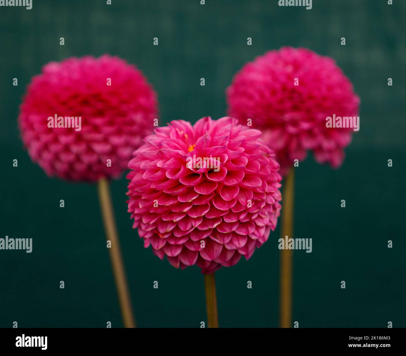 Dahlia Classification Hi Res Stock Photography And Images Alamy Dahlia Classification Hi Res Stock Photography And Images Alamy