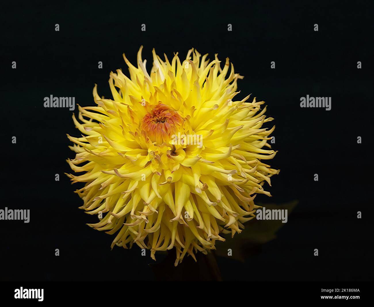 Dahlia Classification Hi Res Stock Photography And Images Alamy Dahlia Classification Hi Res Stock Photography And Images Alamy