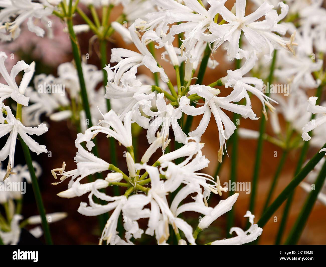 Close up of the flowering garden bulb Nerine bowdenii Alba seen in the UK. Stock Photo