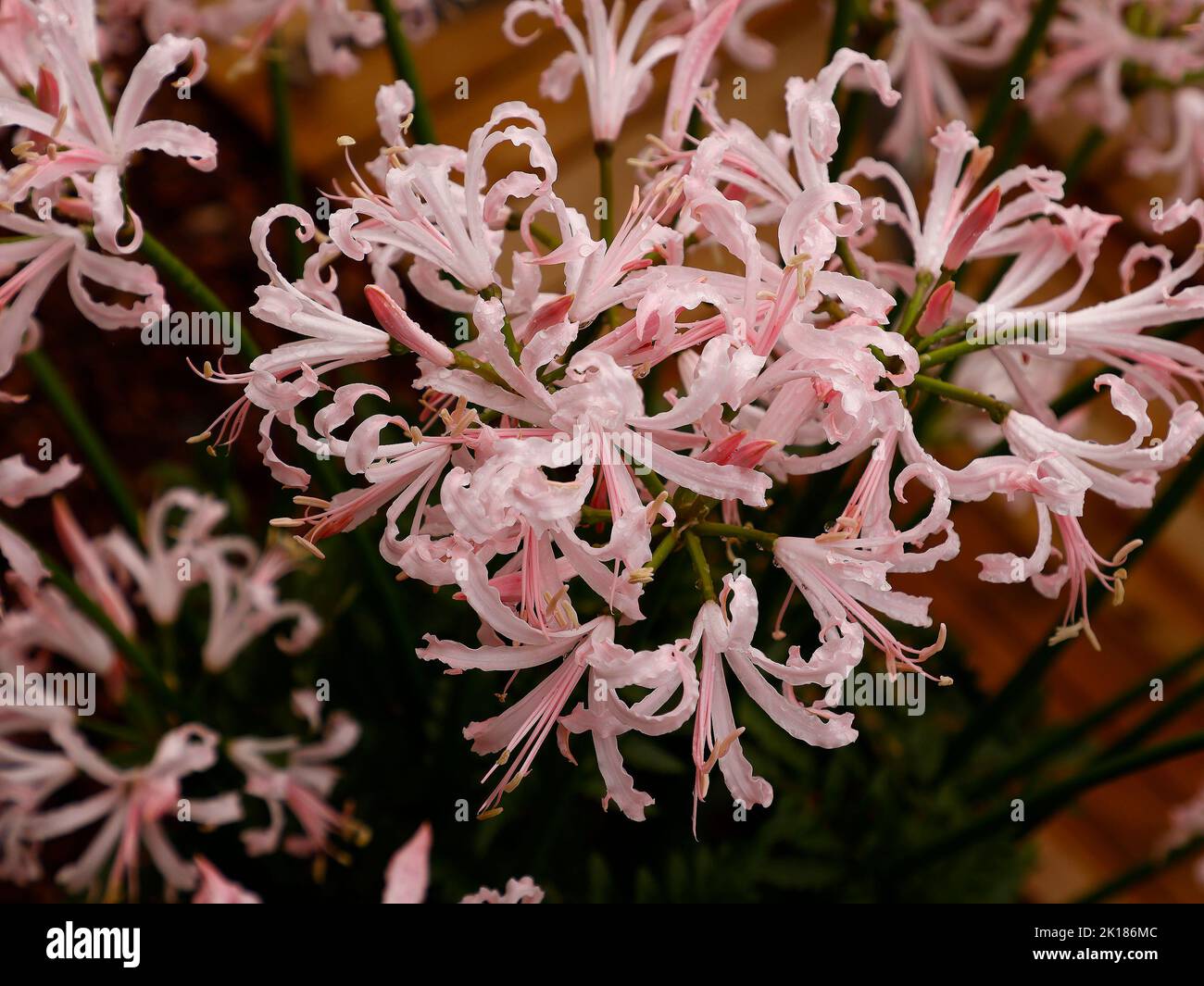 Close up of the light flowering garden bulb Nerine bowdenii  seen in the UK. Stock Photo