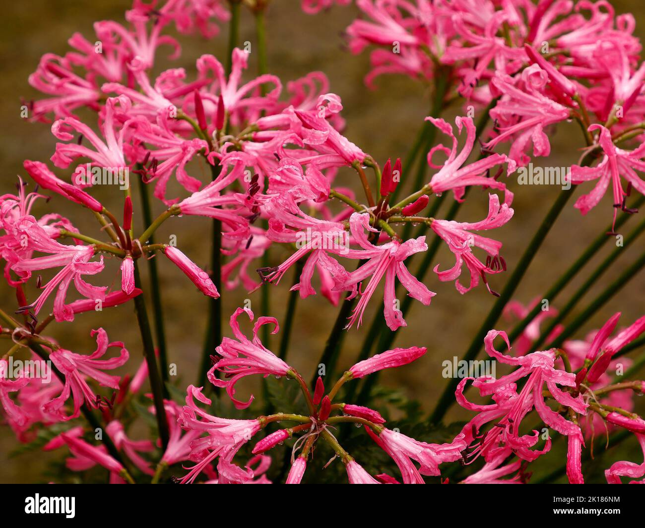 Close up of the red flowering garden bulb Nerine bowdenii  seen in the UK. Stock Photo