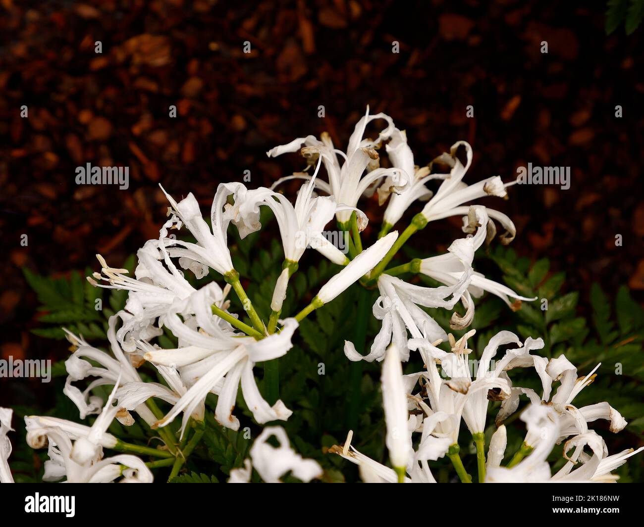 Close up of the flowering garden bulb Nerine bowdenii Alba seen in the UK. Stock Photo