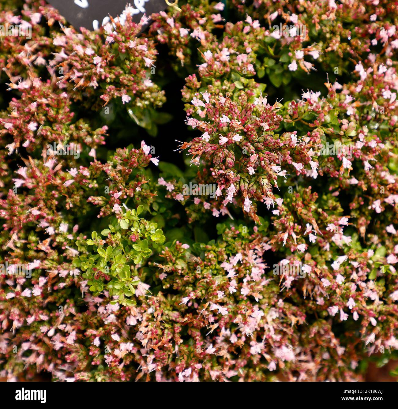 Close up of the flowering Origanum vulgare compactum pink flowers and leaves seen in the UK. Stock Photo