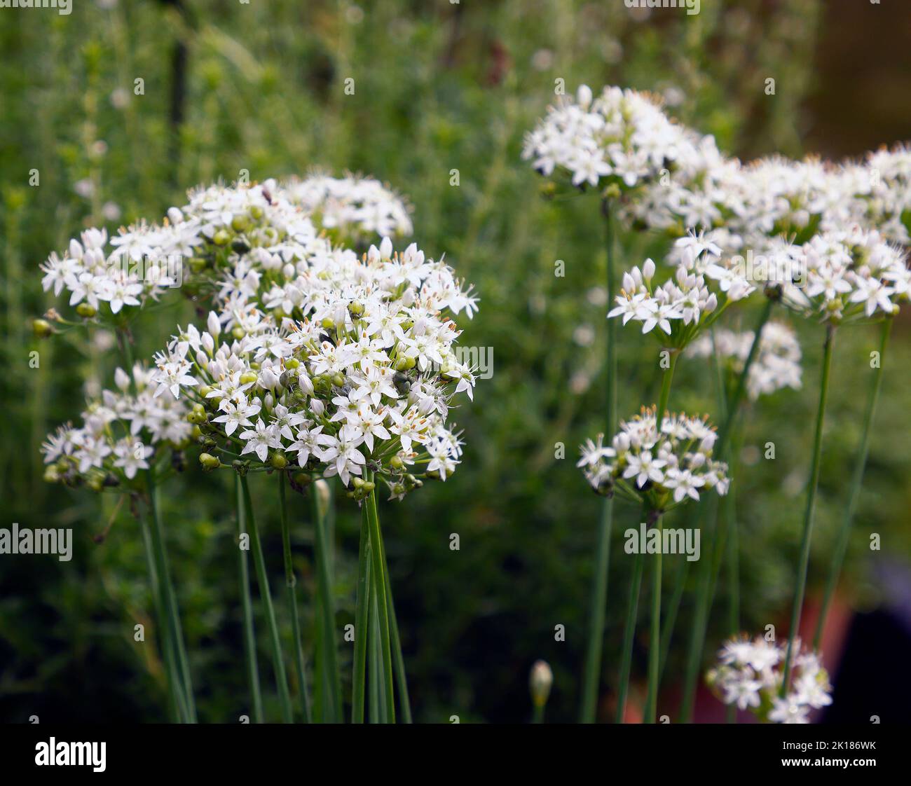 Close up of the white flowers of the flowering garden bulb Allium tuberosum seen in the UK. Stock Photo