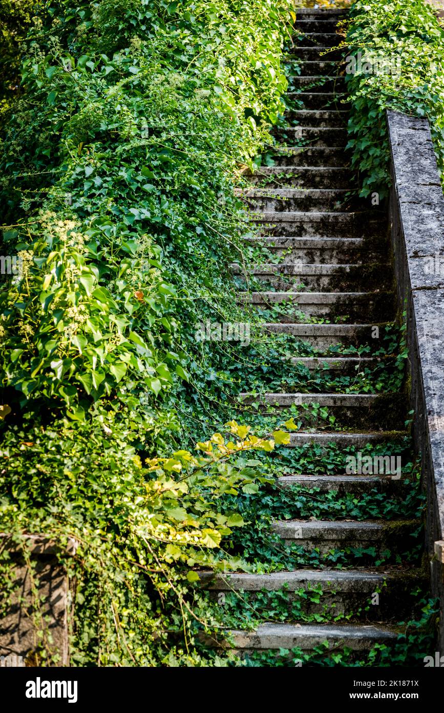 Overgrown stairs Stock Photo