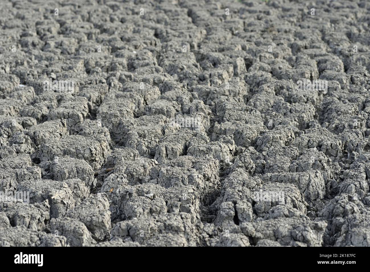 Desertification process where biological productivity is lost due to natural processes or induced by human activities. Stock Photo