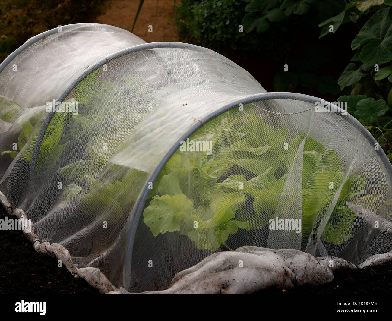 Lettuce seen growing in a tunnel covered by a fine mesh white material