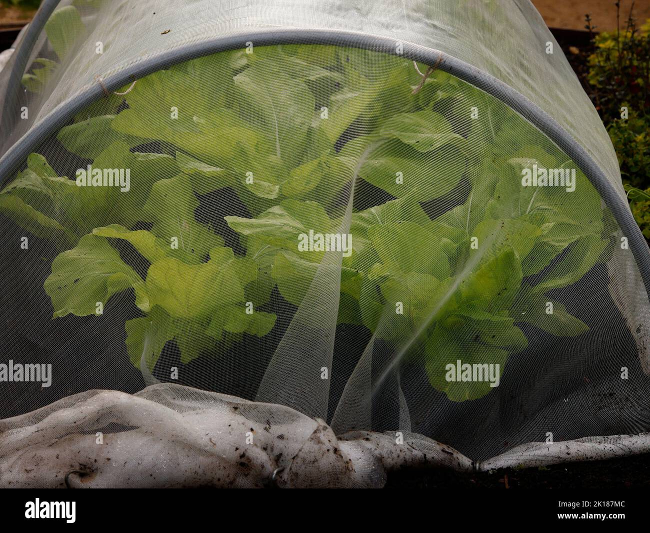 Lettuce seen growing in a tunnel covered by a fine mesh white material