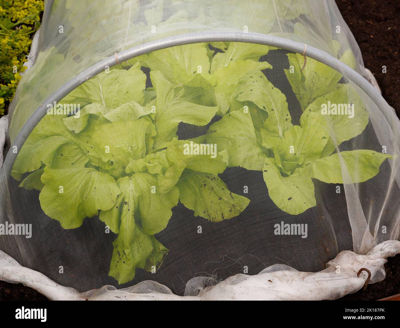 Lettuce seen growing in a tunnel covered by a fine mesh white material