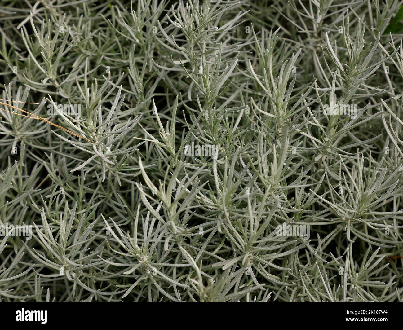 Close up of the evergreen silvery leaves of the garden plant Helichrysum Italicum or Curry Plant. Stock Photo