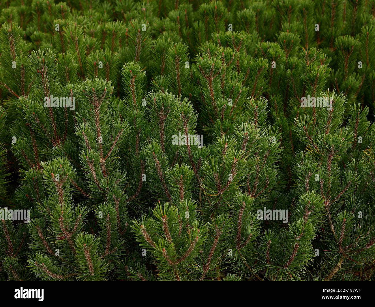 Close up of the green leaves of the low growing evergreen Pinus mugo Winter Gold or Dwarf Mountain Pine conifer seen in the garden in late summer. Stock Photo