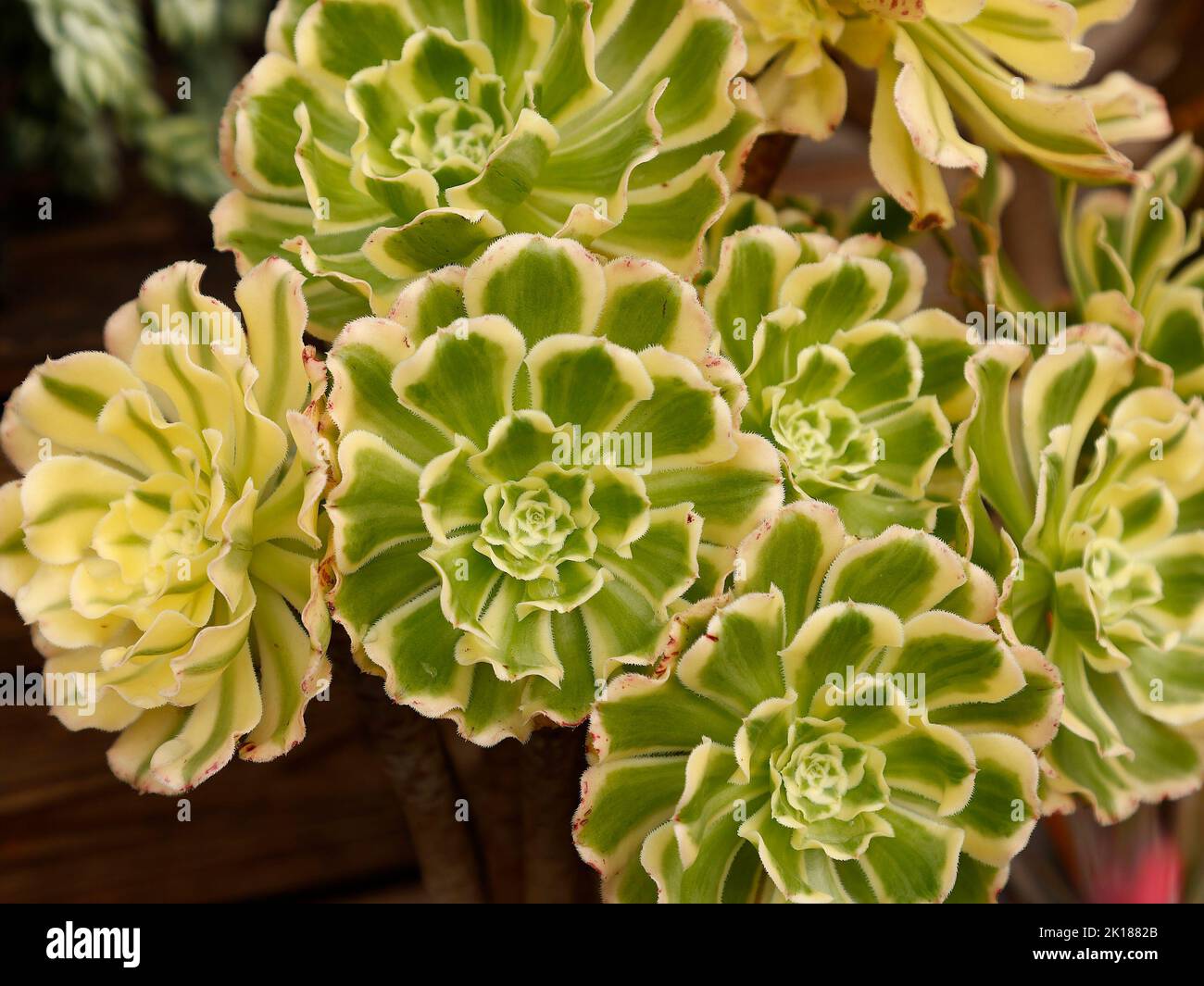 Close up of the variegated leaves of the succulent plant Aeonium arboreum variegata, Stock Photo