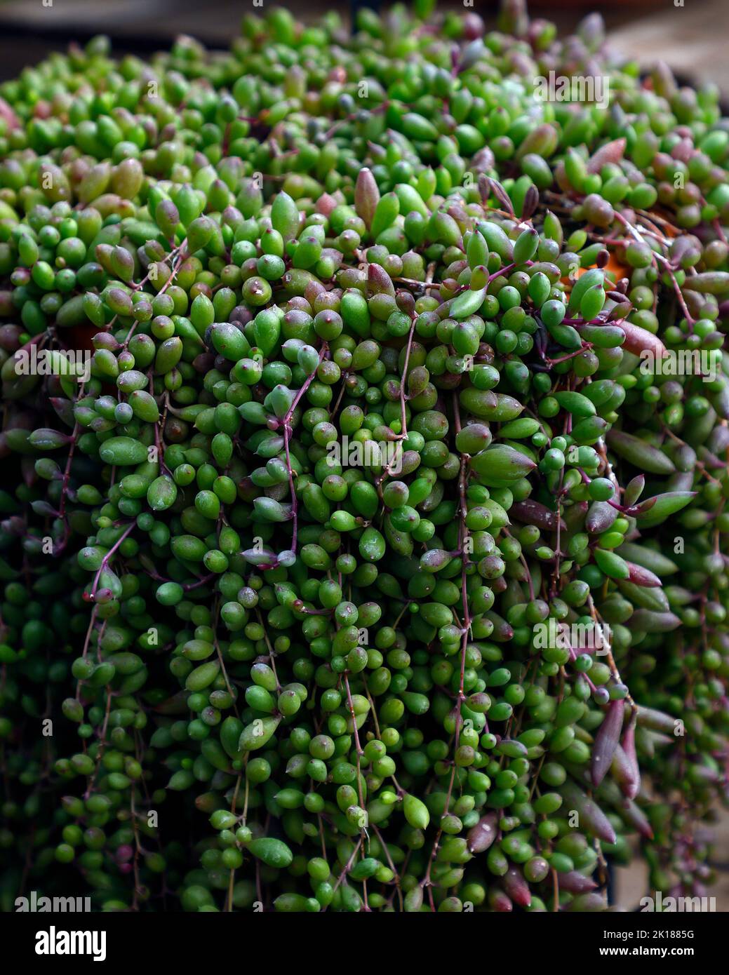 Close up of the trailing green Othonna capensis ruby succulent seen growing in a pot in the garden outdoors in summer. Stock Photo