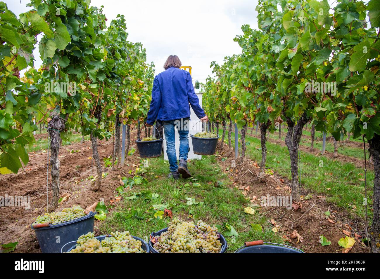 Handpicking of Chardonnay grapes in the Palatinate (Meckenheim Germany, September 16, 2022) Stock Photo