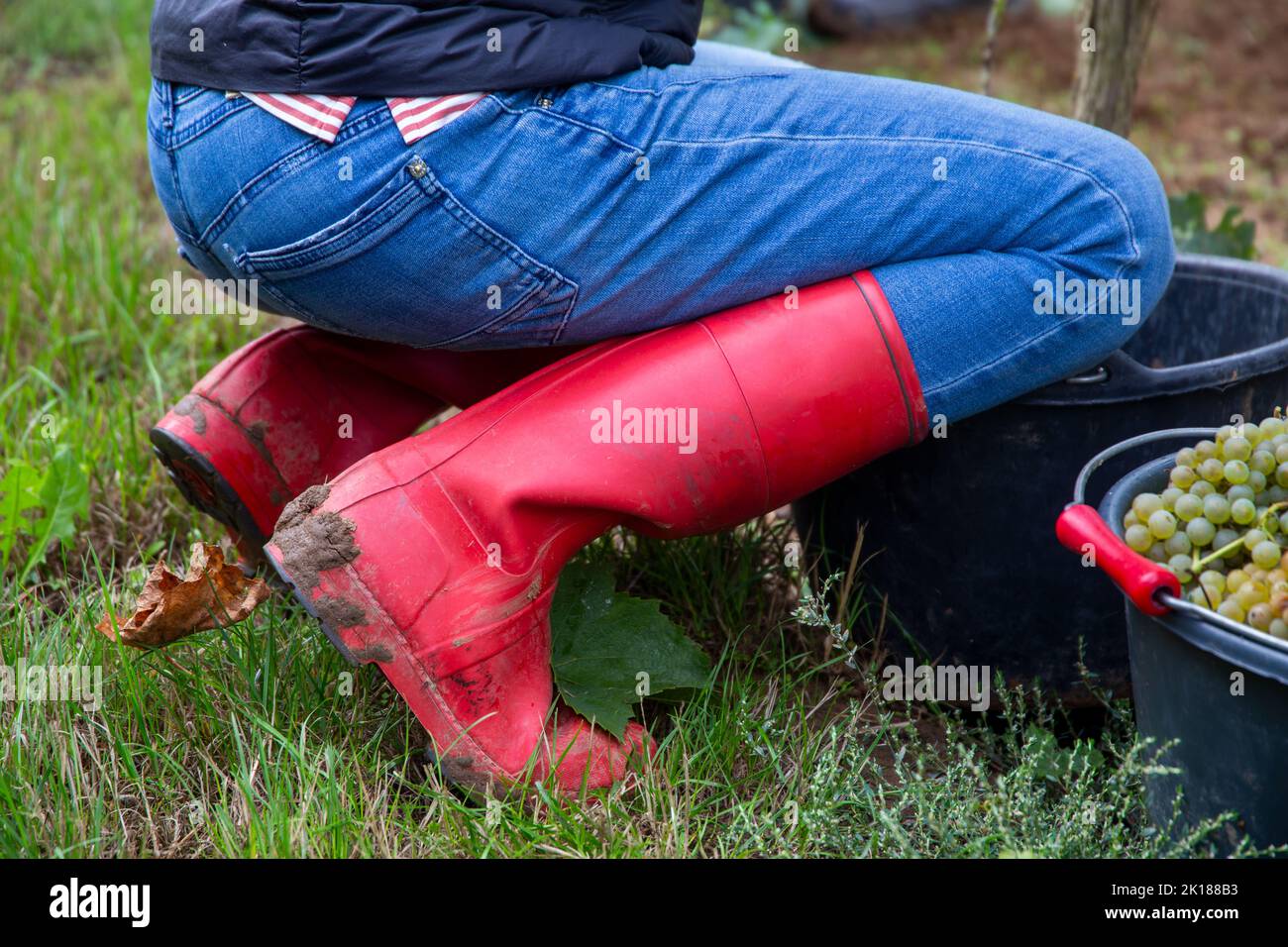 Woman with red rubber boots at the grape harvest Stock Photo