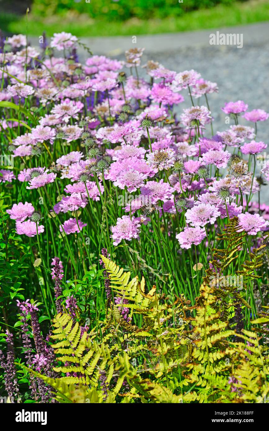 Purple pink scabiosa flower and fern in garden Stock Photo