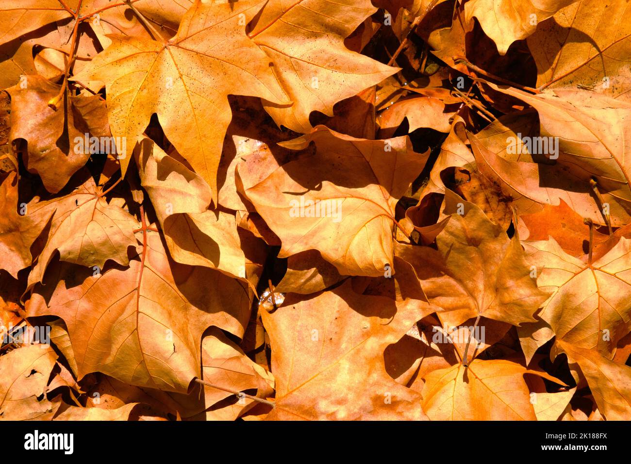 Autumn mapple leaves on the ground, background, golden foliage on the ground in the fall, dry warm yellow leafage, outdoor, indian summer. Stock Photo