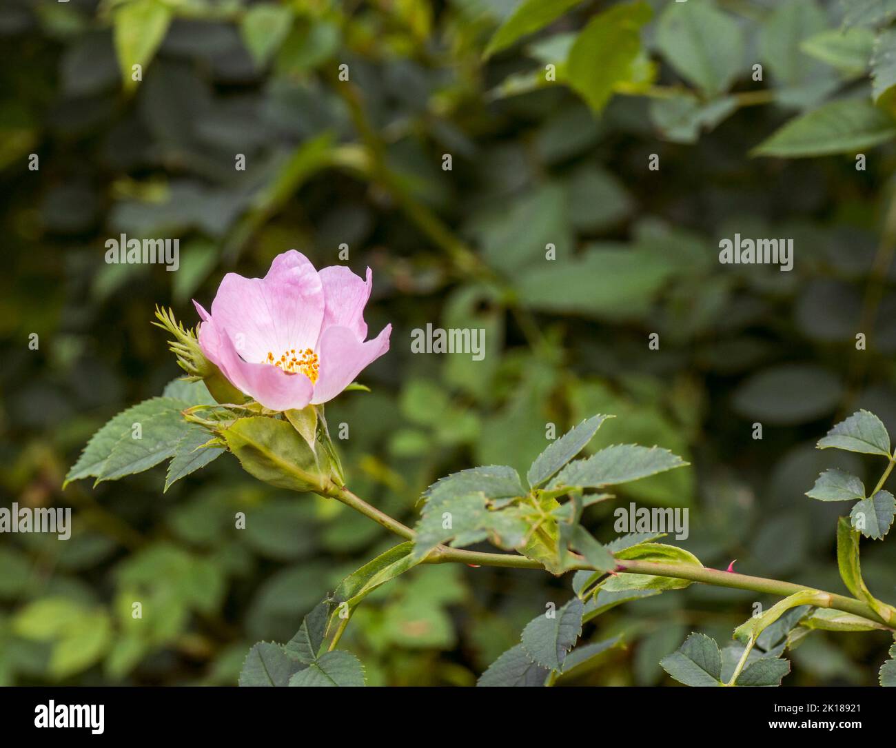 A wild dog rose flower growing in a woodland habitat Stock Photo - Alamy