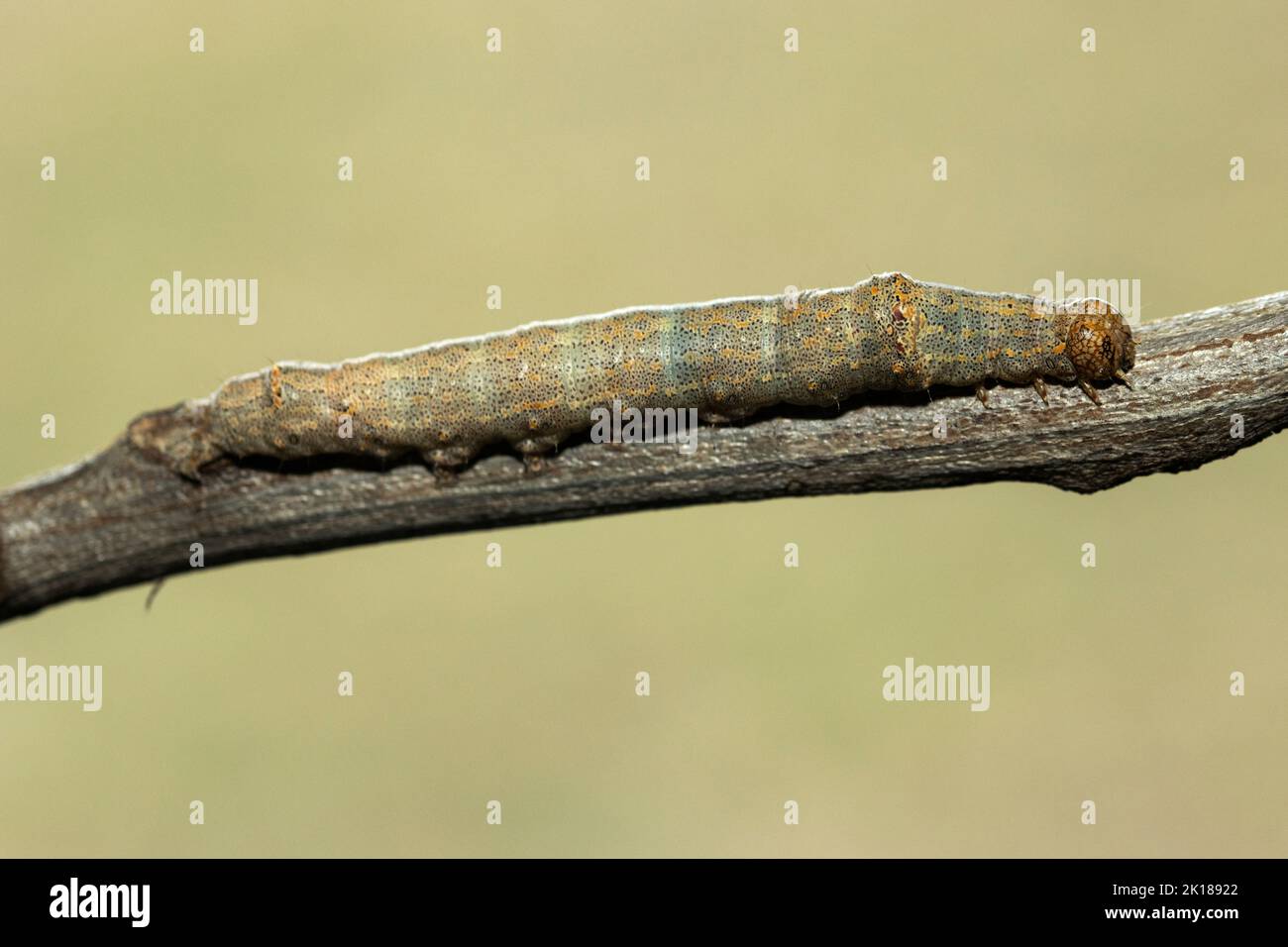 The family of Geometrid Moths are medium sized and cryptically marked. The caterpillar of the Oblique Peacock is superbly marked to mimic a twig Stock Photo