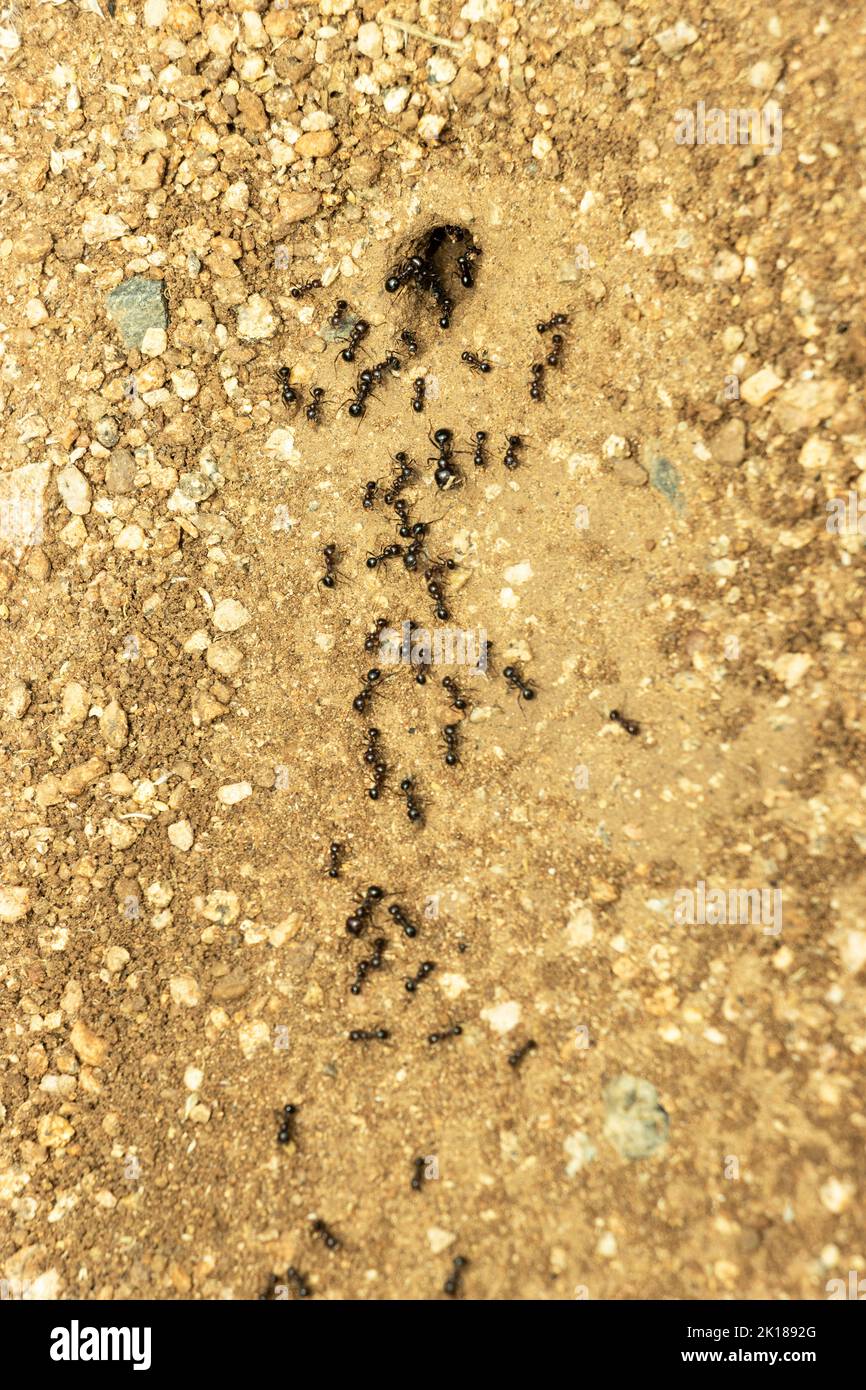 During the rains countless worker Harvester Ants scour the veld collecting grass seeds. The food is stored for the dry season during inactivity Stock Photo