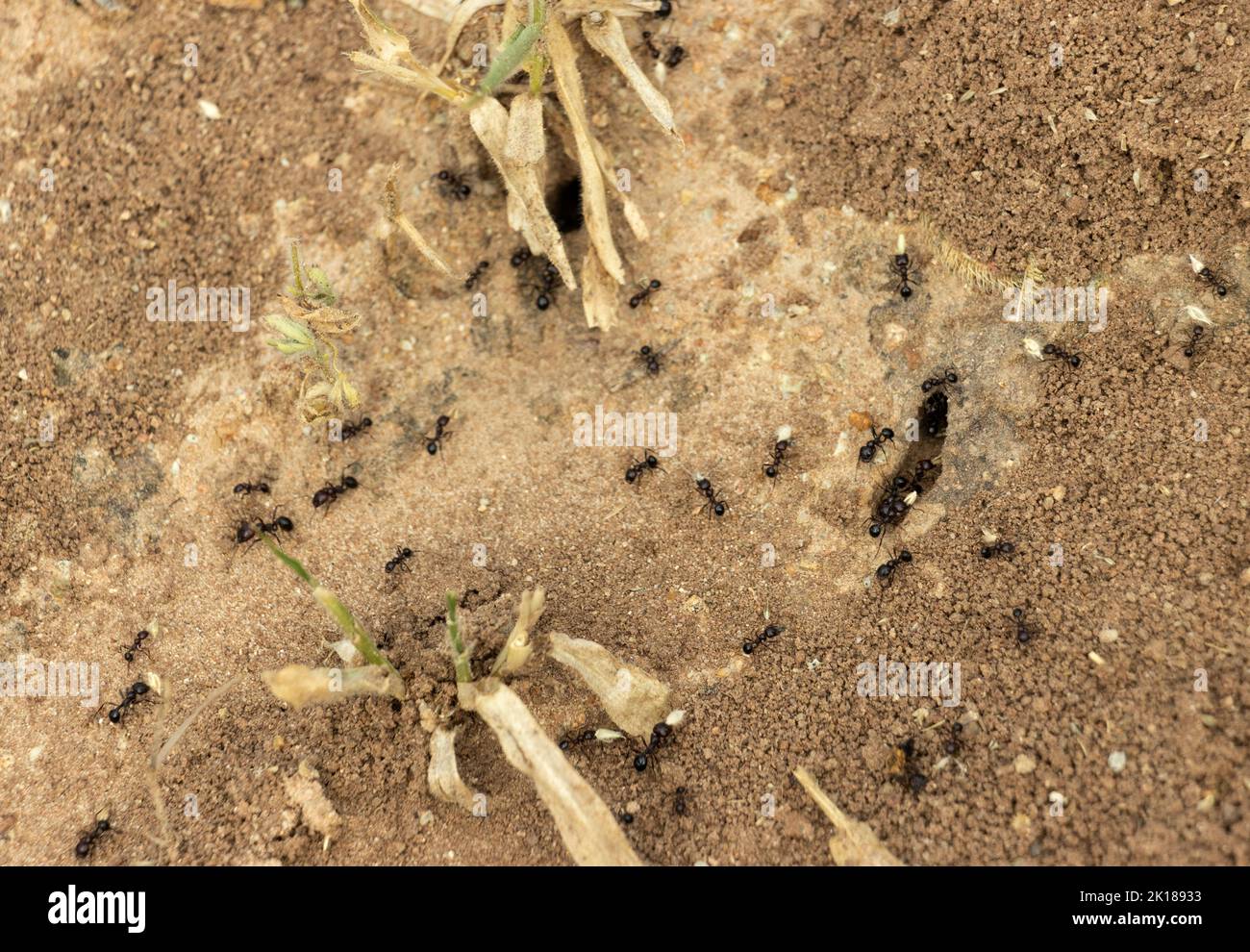 During the rains countless worker Harvester Ants scour the veld collecting grass seeds. The food is stored for the dry season but during  inactivity Stock Photo