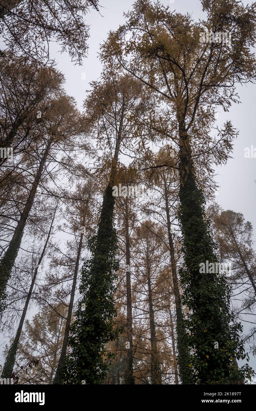 Trees in late aurumn, Zagorje, Croatia Stock Photo