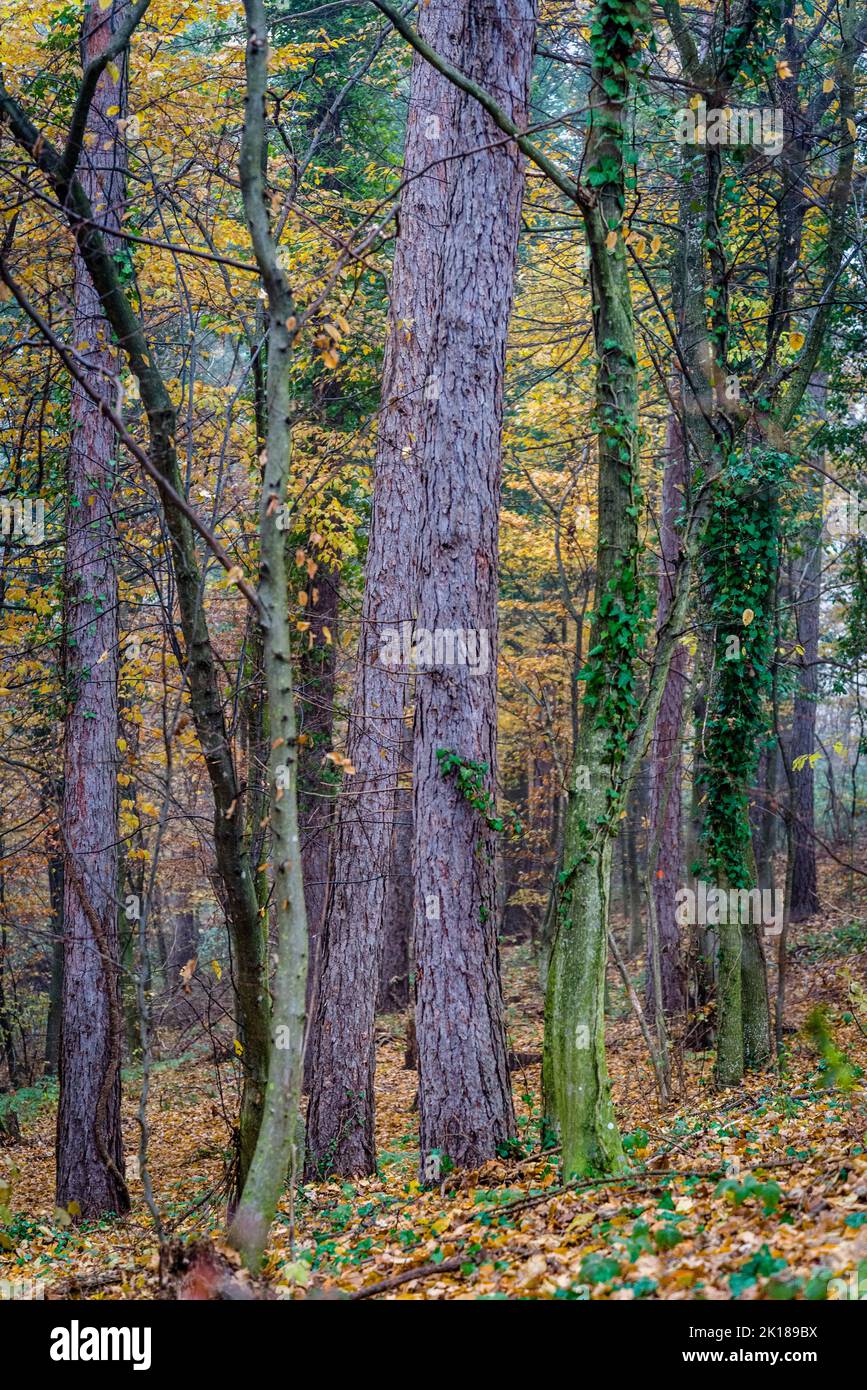 Trees in late aurumn, Zagorje, Croatia Stock Photo