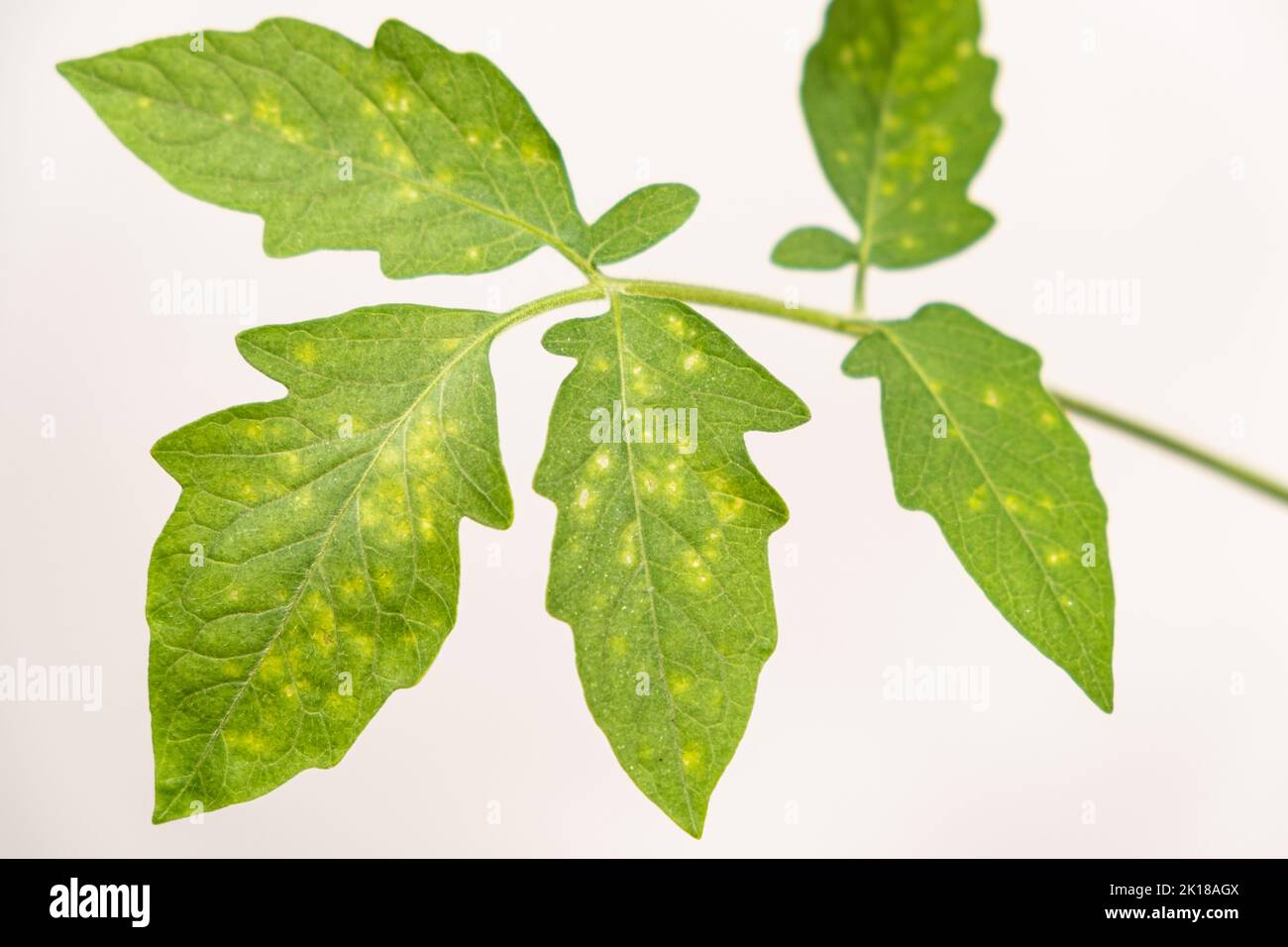 Yellow and white spots on tomato leaves. Plant diseases during the cultivation of vegetables Stock Photo