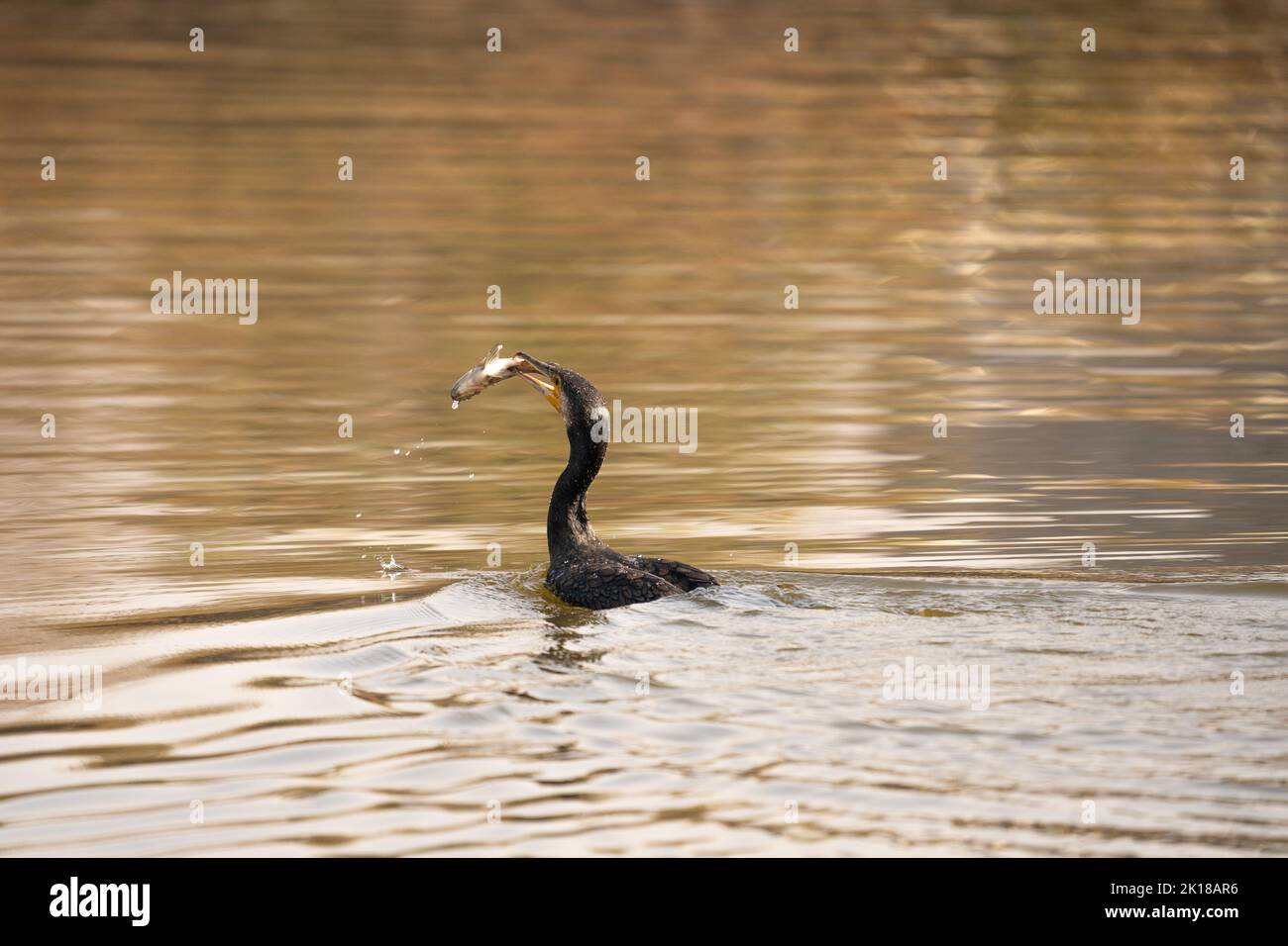 Fish getting caught hi-res stock photography and images - Alamy