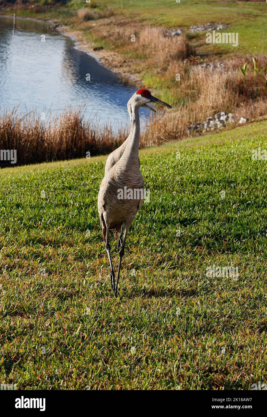 2 Sandhill crane pair, Grus canadensis, elegant birds, standing, water, green grass, wildlife, animal, nature, Florida; Venice, FL Stock Photo