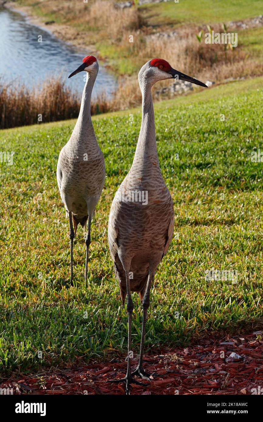 2 Sandhill crane pair, Grus canadensis, elegant birds, standing, water, green grass, wildlife, animal, nature, Florida; Venice, FL Stock Photo