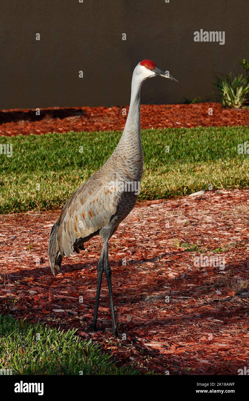 Sandhill crane, green grass, backyard scene, house, tall bird, elegant, Grus canadensis; wildlife, animal, Florida, Venice, FL Stock Photo