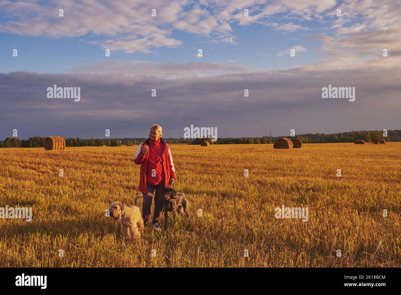 An elderly woman walks with two dogs ,german shorthaired pointer and Irish wheaten soft-coated Terrier, on a mown field in the evening at sunset. Stock Photo