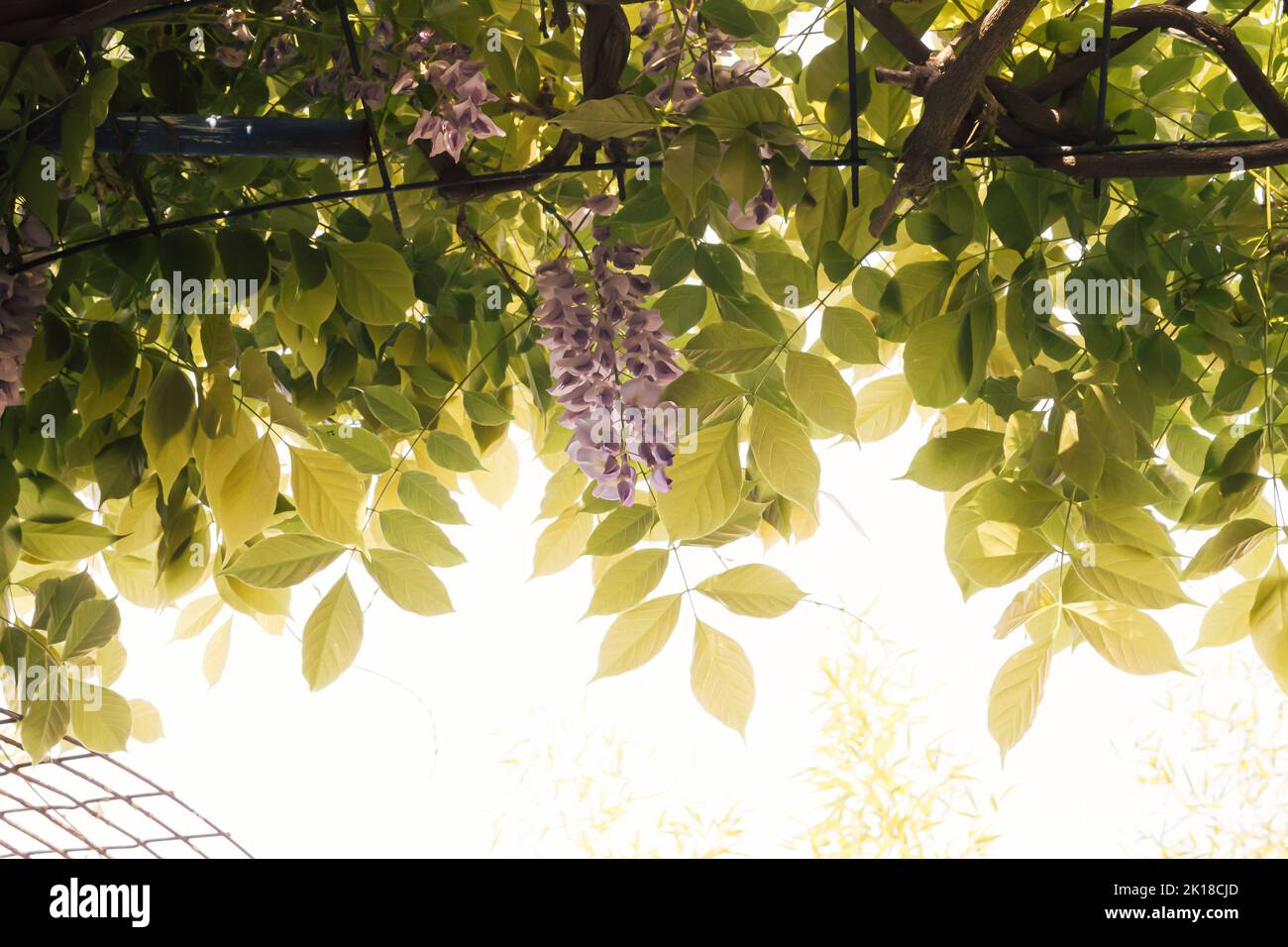 Purple blue wisteria flower with lots of green leaves on a sunny day. Creative background idea. Stock Photo