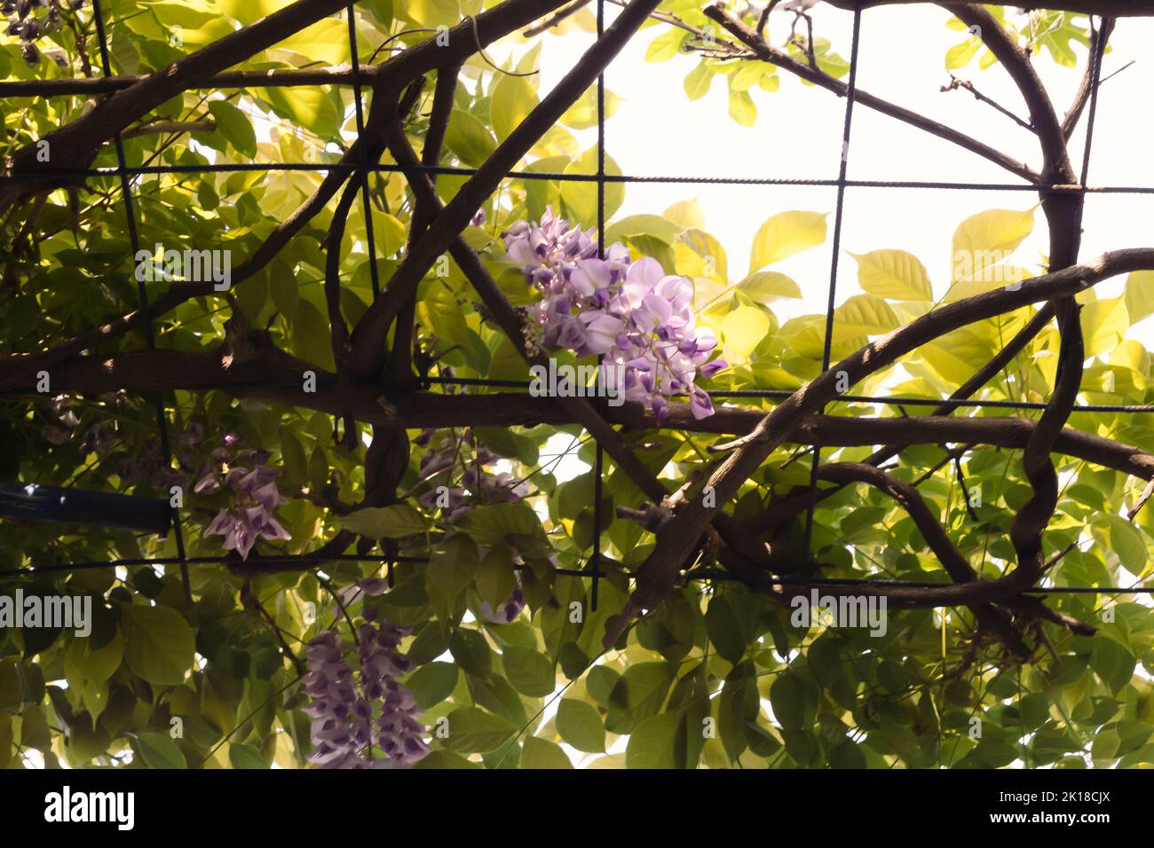 Purple blue wisteria flower with lots of green leaves on a sunny day. Creative background idea. Stock Photo