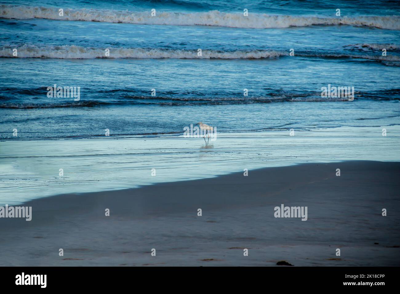 Little white egret alone on the beach in winter. Rough seas and more ...