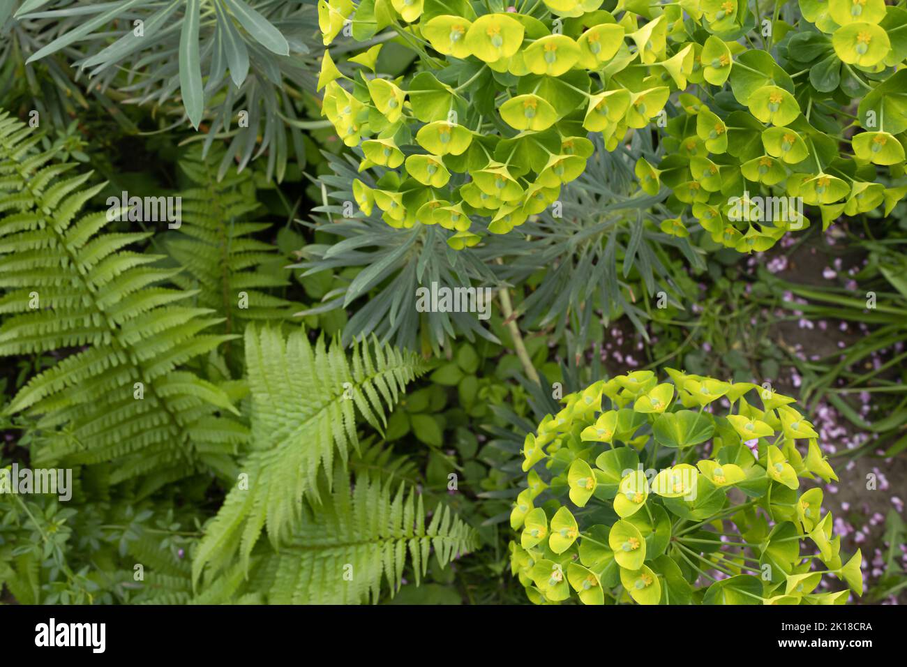 Wonderful background of various green plants. Euphorbia lathyris, Cercis siliquastrum and other plants in nature. Stock Photo