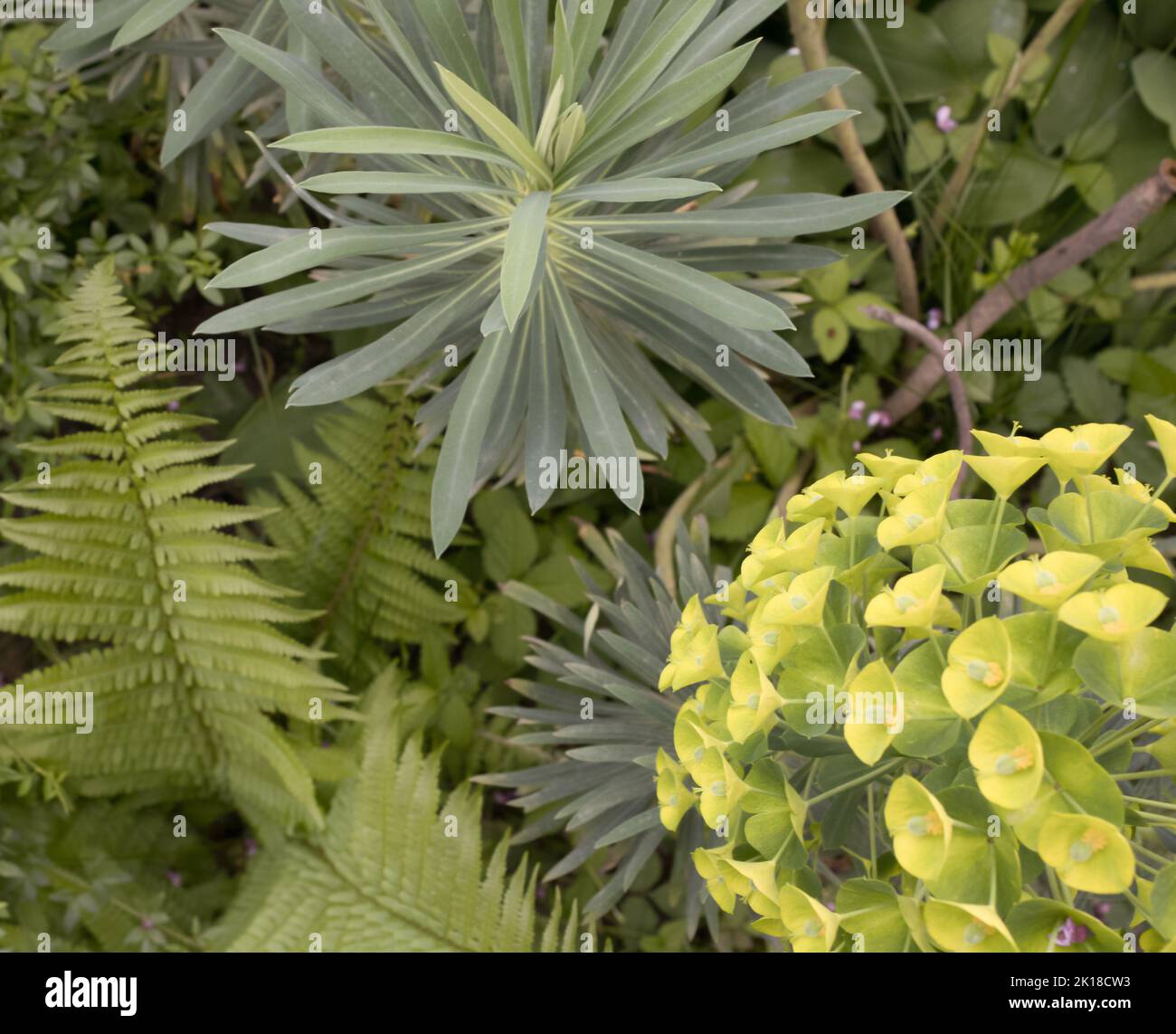 Green plants, yellow flower Euphorbia lathyris with Cercis siliquastrum and other plants in nature. Beautiful background. Stock Photo
