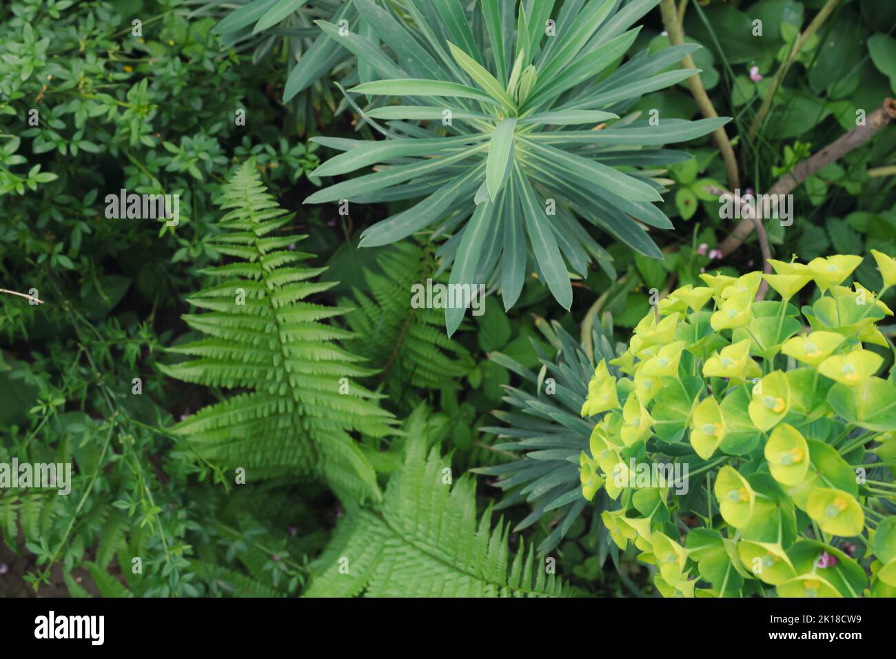 Green plants, yellow flower Euphorbia lathyris with Cercis siliquastrum and other plants in nature. Beautiful background. Stock Photo