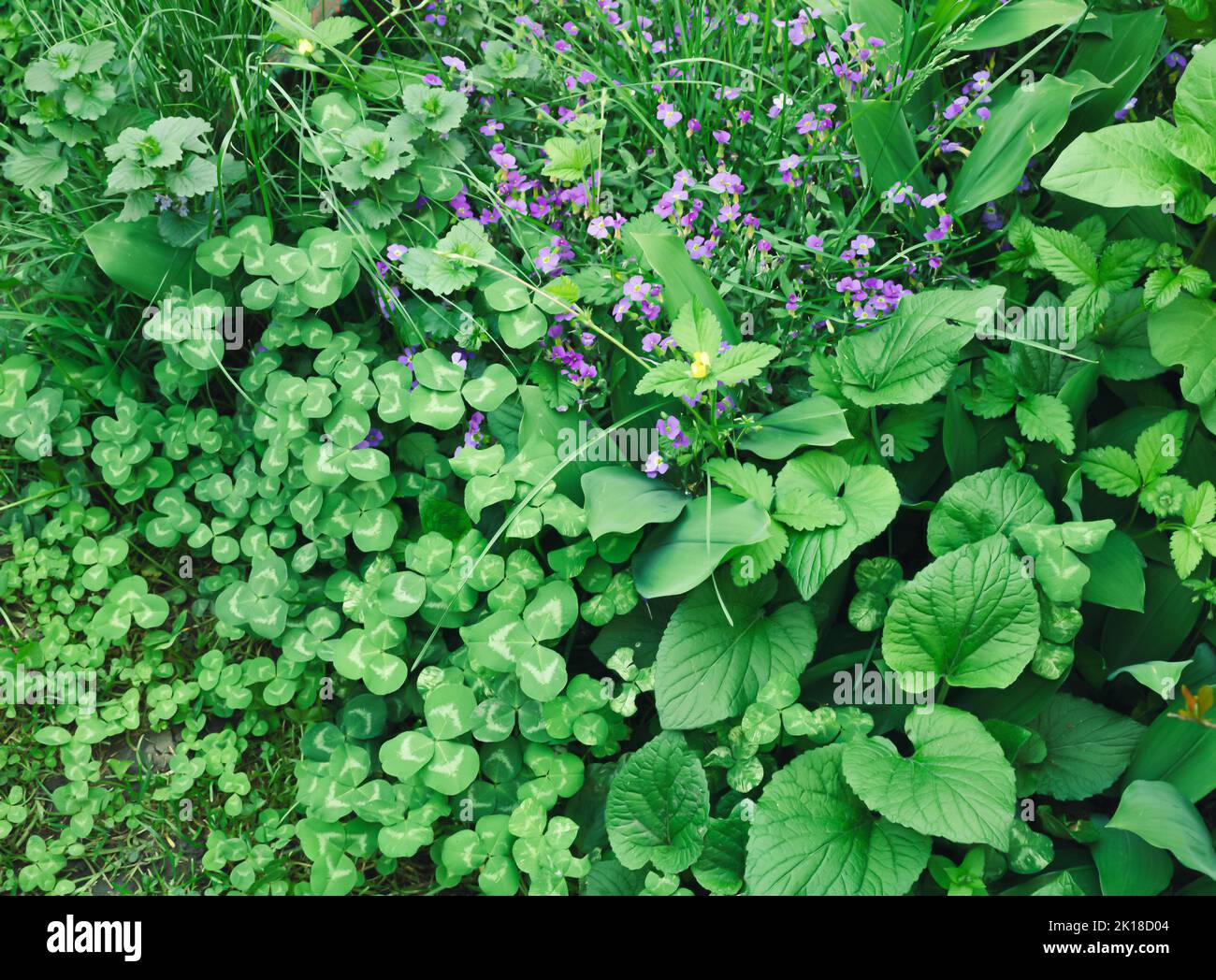 Purple flowers in the garden with lots of different green leaves of ...